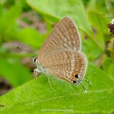 Image result for Oedina congdoniana