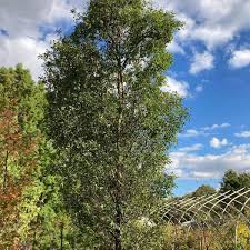 Image result for Ulmus parvifolia
