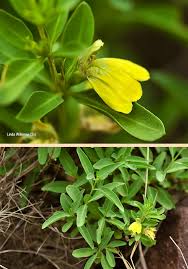 Image result for Justicia odora