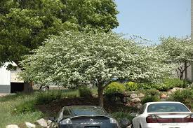 Tree with white flowers and red berries. 7 Trees Ideas Small Trees Shrubs Trees And Shrubs