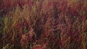 Image result for Suaeda sp. B