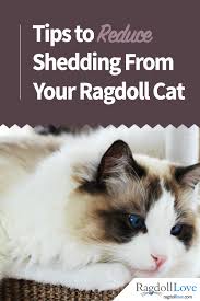 Undercoats are one of the most significant contributors to how much your cat will shed. A Ragdoll Coat Quick Guide For The Ragdoll Cat Owner