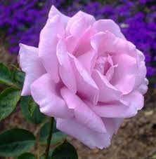 We did not find results for: Jual Tanaman Mawar Ungu Pucat Bibitbunga Com