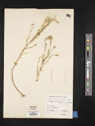 Image result for Calostephane divaricata