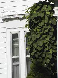 Maybe you would like to learn more about one of these? What Is This Vine With Large Heart Shaped Leaves Found In Western New York State Gardening Landscaping Stack Exchange