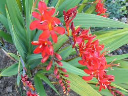 Erleben sie günstige preise und viele kostenlose extras wie proben & zeitschriften. Browse All Plants