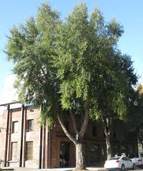 Image result for Quercus suber