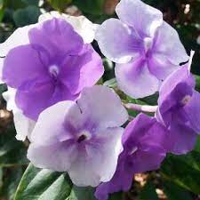 We did not find results for: Buy Brunfelsia Alata Yesterday Today Tomorrow Plant Online At Plantsguru Com