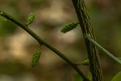 Image result for Opilia amentacea