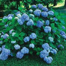 Nikko Blue Hydrangea Planting Hydrangeas Blue Hydrangea Bush Hydrangea Landscaping