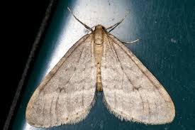 Image result for Operophtera fagata