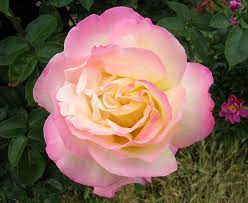 Peace Rose Peace Rose Rose Beautiful Roses