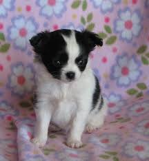 Black And White Chihuahua Puppy Cherry X Will Black And White Chihuahua Puppy Super Cute Puppies Chihuahua Puppies Chihuahua Dogs