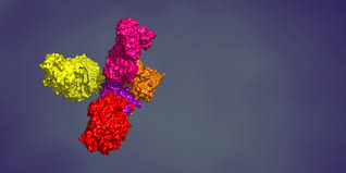 A wide variety of hamster picture options are available to you, such as there are 490 suppliers who sells hamster picture on alibaba.com, mainly located in asia. Monoclonal Antibodies Stanford Coronavirus Antiviral Research Database