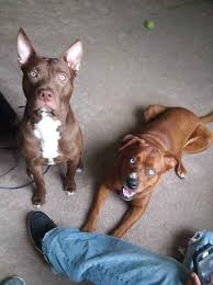 Check spelling or type a new query. Lost Dog Female South Zanesville Oh Usa 43701 Losing A Dog Dogs Zanesville