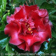 We did not find results for: Black Magic 1991 Camellias R Us