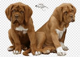 Also known as the old english mastiff, these dogs are one of the heaviest breeds. Tosa Dogue De Bordeaux Fila Brasileiro Old English Bulldog English Mastiff Puppy Animals Carnivoran Dog Like Mammal Png Pngwing