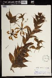 Image result for Camptorrhiza strumosa