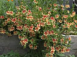 Image result for Mimulus
