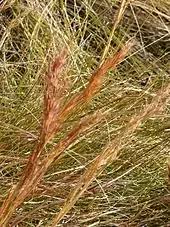 Image result for Andropogon amethystinus