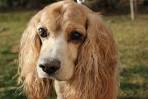 english springer rescue america