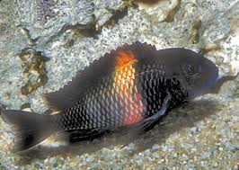 tropheus cichlids fish guide for tropheus sp black red