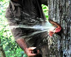We did not find results for: Terminalia Elliptica Wikipedia