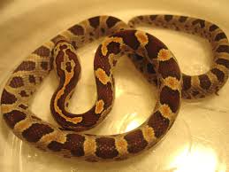 Baby Root Beer Corn Snake Corn Snake Pet Snake Reptile Snakes