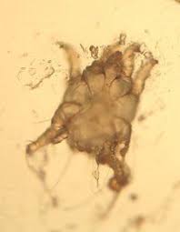 Image result for what do otodectes cynotis look like in dog fur