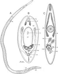 Image result for Schizochilus lepidus