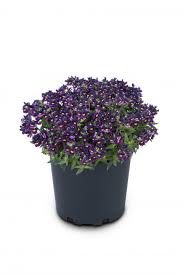 Image result for Nemesia zimbabwensis