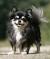 Long Haired Chihuahua Terrier Mix