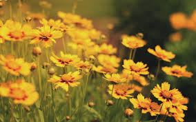 Http Www Mrwallpaper Com Wallpapers Yellow Flowers Field Jpg Yellow Flower Wallpaper Best Flower Wallpaper Flower Background Wallpaper