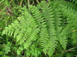 Image result for Diplazium humbertii