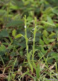 Image result for Striga asiatica