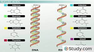 Deoxyribonucleic acid, (dna), contains the biological and genetic instructions that control the dna contains the instructions for a cell's structure and function. Major Elements In Biological Molecules Proteins Nucleic Acids Carbohydrates Lipids Video Lesson Transcript Study Com