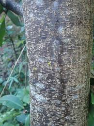 Image result for Rapanea melanophloeos