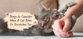 Image result for Cat Bite