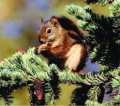 For the film see, pet sematary (film) or pet sematary (2019 film) sometimes, dead is better.jud crandall pet sematary is the 17th book published by stephen king; 1 Red Squirrel This Keystone Species Depends On Pine Cones As A Food Download Scientific Diagram