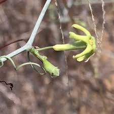 Image result for Trochomeria