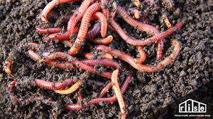 Number of cocoons per worm: How To Vermicompost