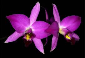 Image result for Bulbophyllum scaberulum