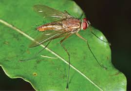 Image result for Terminalia sericea ×  trichopoda