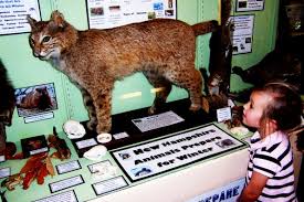 Place a radio on/near the deck. Do Bobcats Mate With Housecats Paul Must Know The Concord Insider