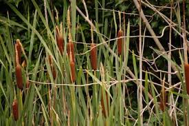 Image result for Typha