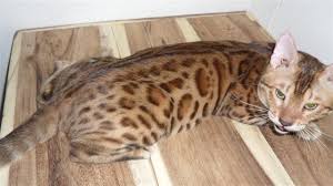 We did not find results for: à¸¡ à¸­à¸ªà¸­à¸‡ à¹à¸¡à¸§à¹€à¸šà¸‡à¸à¸­à¸¥ à¸ªà¸²à¸¢ Gogees à¹€à¸ž à¸¢à¸§ 100 à¹€à¸›à¸­à¸£ à¹€à¸‹à¸™à¸• Jk à¹€à¸šà¸‡à¸à¸­à¸¥ Online Oops