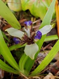 Image result for Neomarica northiana