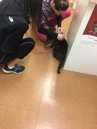 Fundraiser by Katelyn Giudice : Help Save Mystery the Cat