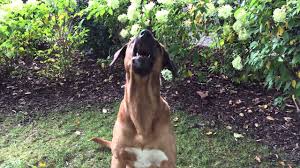 Erziehen sie den hund mit disziplinierter konsequenz und seien sie ihm gegenüber dabei stets zugewandt und freundlich. Broholmer Bellt By Funny Dog Club