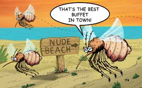 Top pest control services in los angeles, ca. Jelly Fish Archives Corky S Pest Control Services Termite Services In San Diego Los Angeles Pest Control Riverside Pest Control